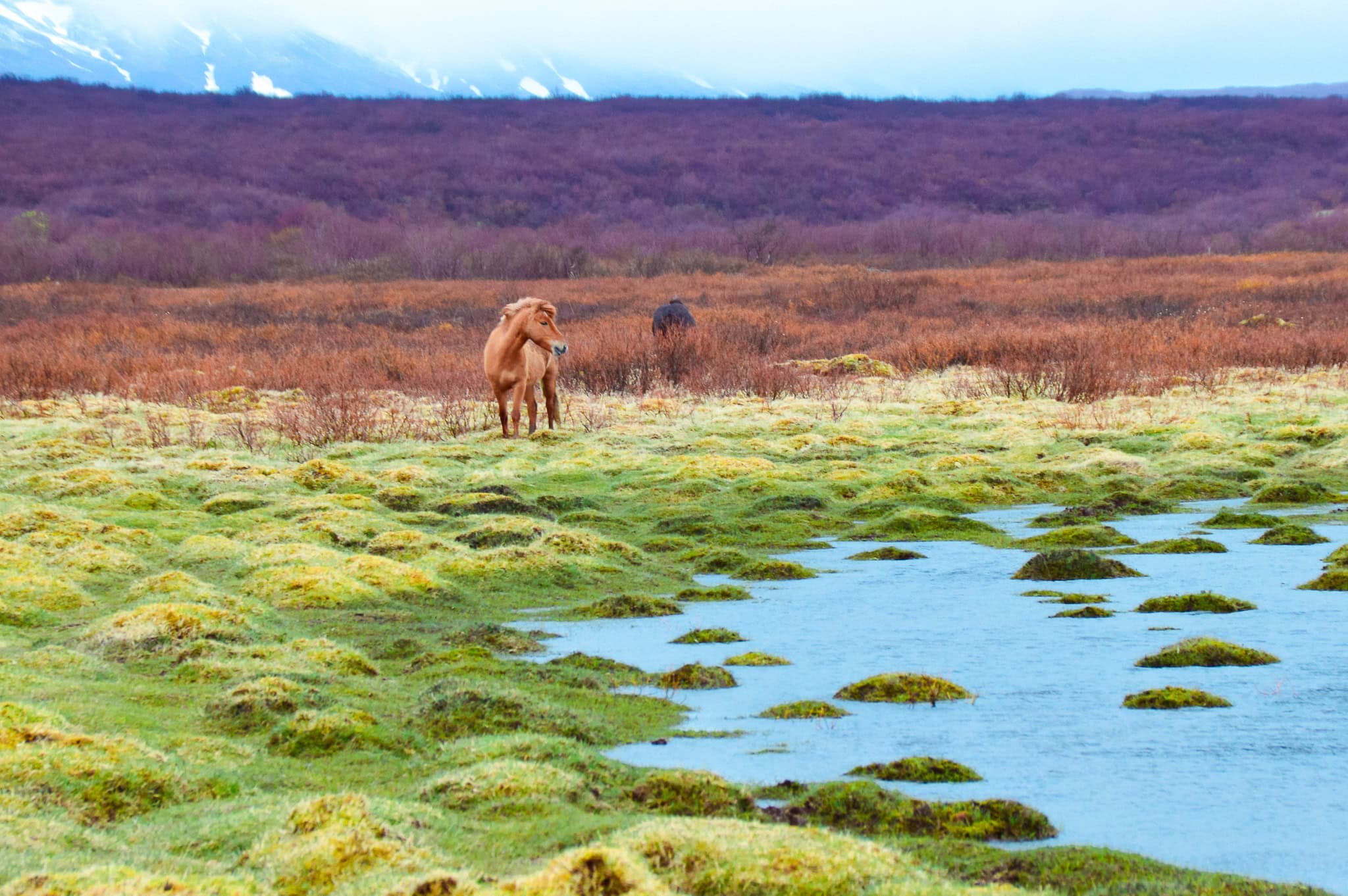 Iceland hike to blue waterfall bruarfoss, and more must see waterfalls on your Iceland road trip around the ring road. Hidden gems, cascading waterfalls and some of the most beautiful landscape I’ve ever seen. | herlifeadventures.blog |
#icelandtravel #hiddengem #icelandvacation #travelhacks #travelguide #adventuretravel #traveltips #europe #traveldestinations #travelexperience #waterfalls #iceland #beautifulplaces #adventure #explore