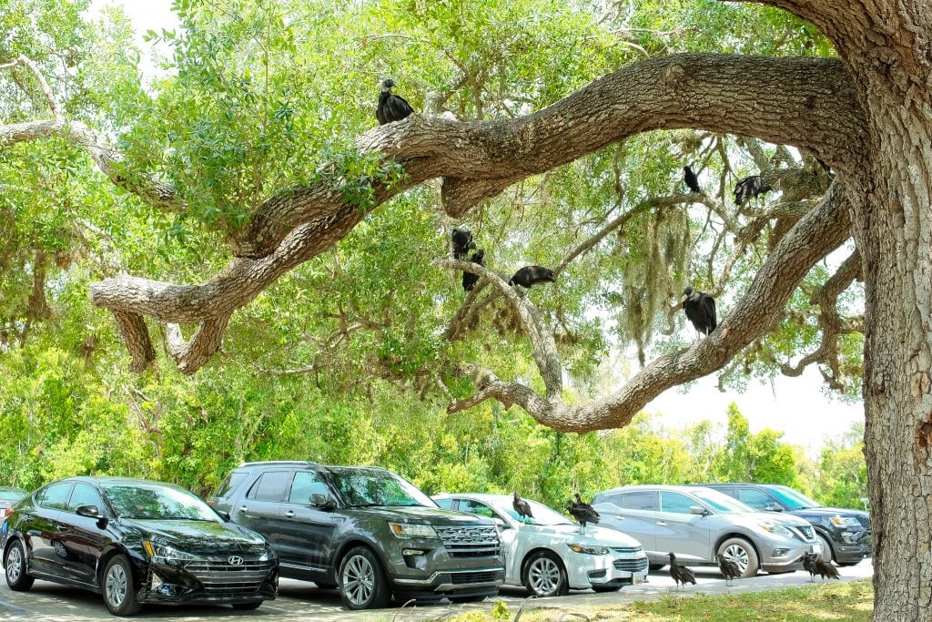 Vultures at the trailhead in Everglades National Park parking area. This National Park Guide will tell you everything you need to know about your first visit | herlifeadventures.blog | #everglades #nationalpark #florida #travel #destinations