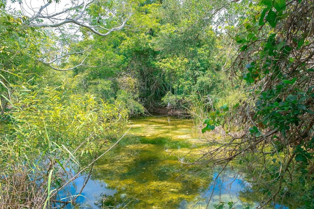 Gumbo Limbo Trail in Everglades National Park. Located in the state of Florida, this National Park Guide will tell you everything you need to know about your first visit | herlifeadventures.blog | #everglades #nationalpark #florida #travel #destinations