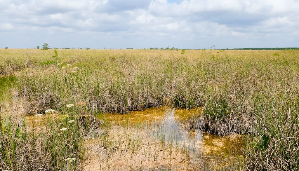 Pa hay okee Overlook Everglades National Park. This National Park Guide will tell you everything you need to know about your first visit | herlifeadventures.blog | #everglades #nationalpark #florida #travel #destinations