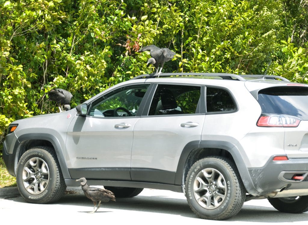 Vultures at the trailhead in Everglades National Park parking area. This National Park Guide will tell you everything you need to know about your first visit | herlifeadventures.blog | #everglades #nationalpark #florida #travel #destinations