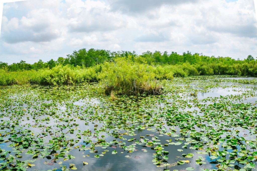 Hiking Anhinga trail in Everglades National Park is the best way to see wildlife! This National Park Guide will tell you where to hike, what to do + more! | herlifeadventures.blog | #everglades #nationalpark #florida #travel #destinations