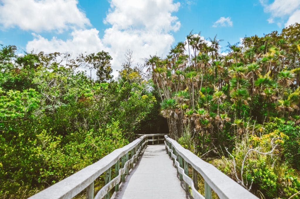 Mahogany Hammock Trail Everglades National Park. This National Park Guide will tell you everything you need to know about your first visit | herlifeadventures.blog | #everglades #nationalpark #florida #travel #destinations