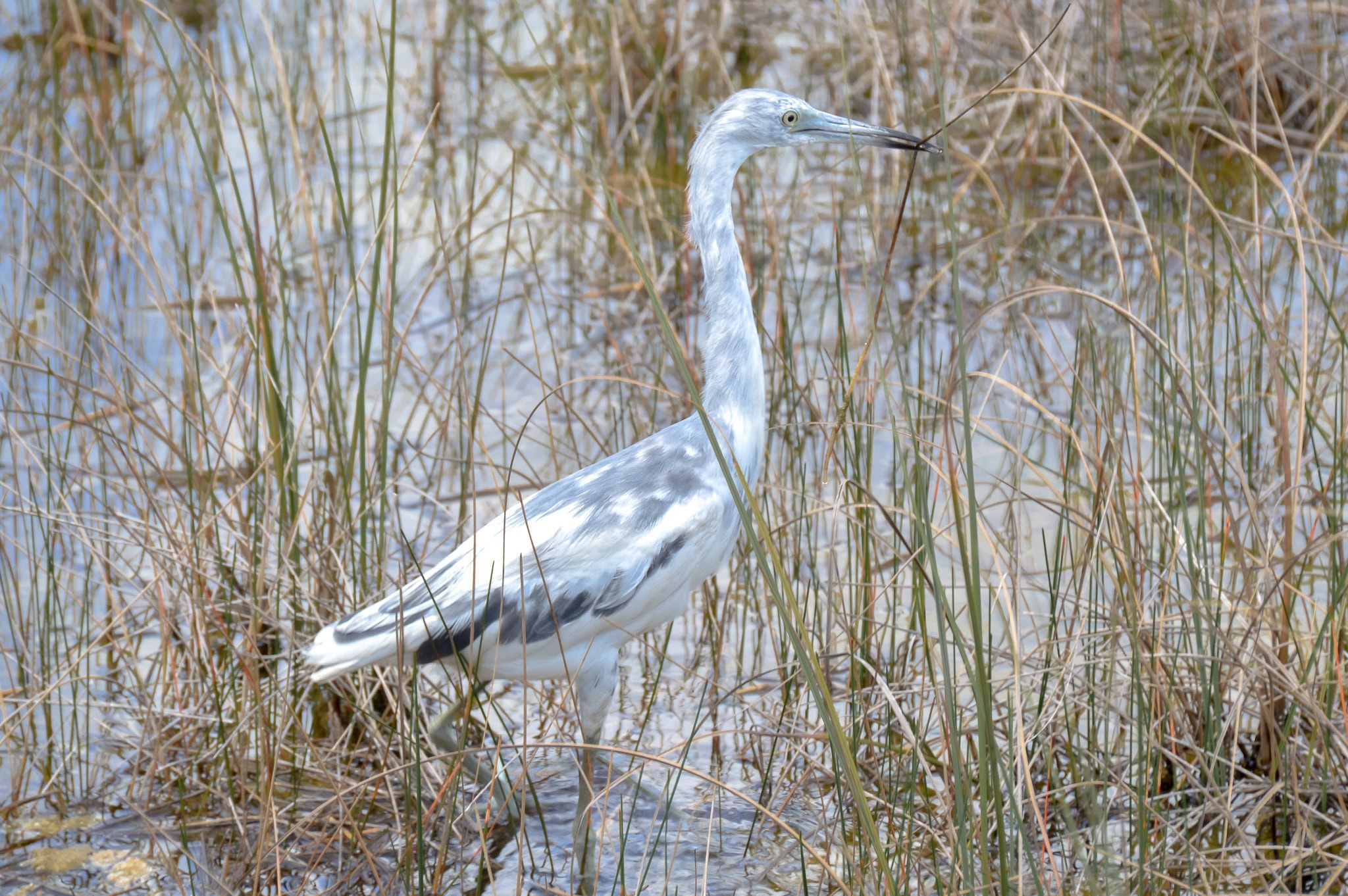 Loon bird in Everglades National Park wetlands. Bird watching in Everglades National Park is just one way to see wildlife! This National Park Guide will tell you where to hike, what to do + more! | herlifeadventures.blog | #everglades #nationalpark #florida #travel #destinations