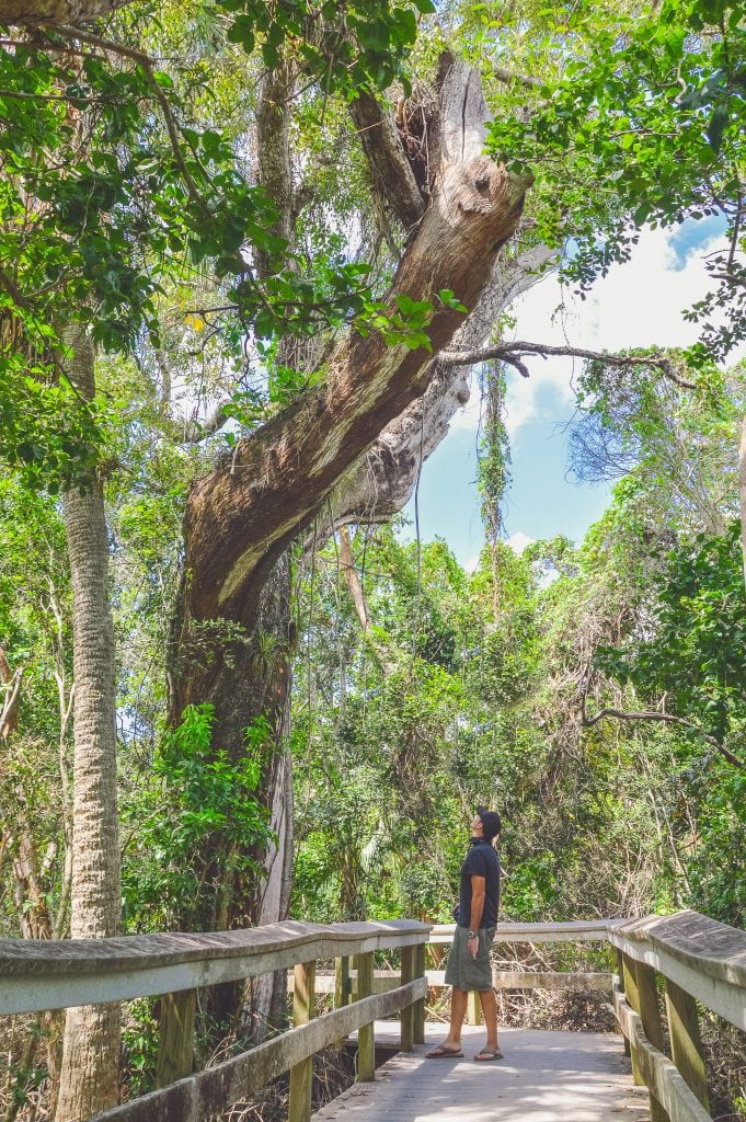 Mahogany Hammock Trail Everglades National Park. This guide will tell you everything you need to know about your first visit | herlifeadventures.blog | #everglades #nationalpark #florida #travel #destinations