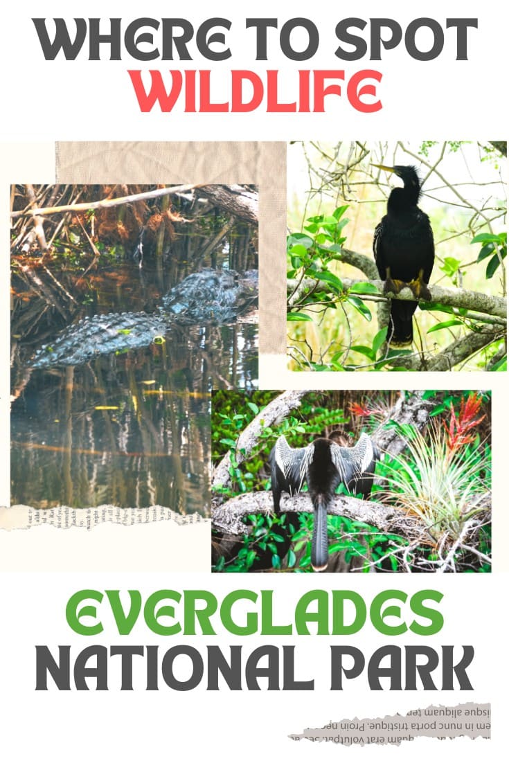 Everglades National Park Guide
