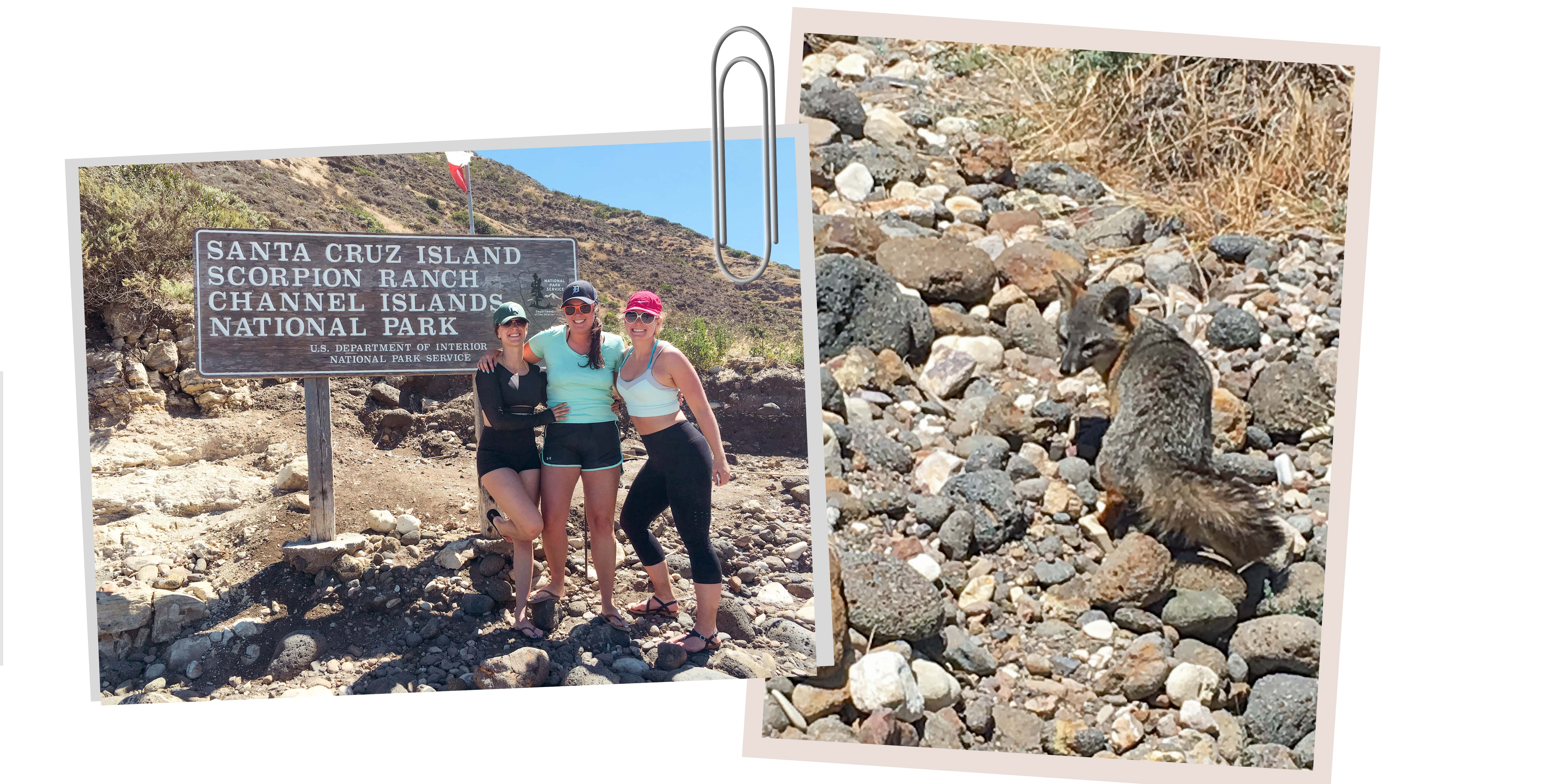 Channel Islands National Park fox