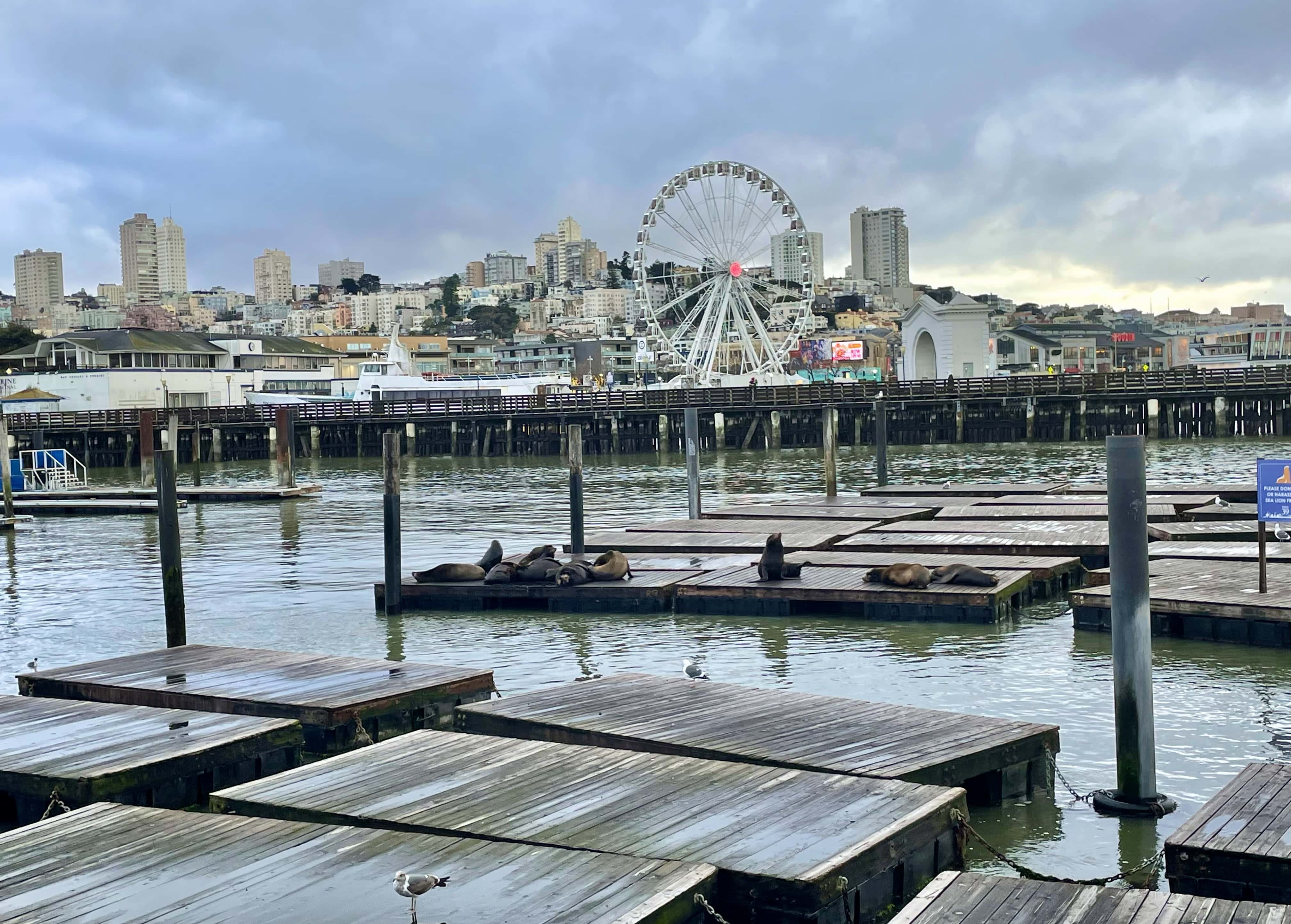 SEA LIONS AT PIER 39