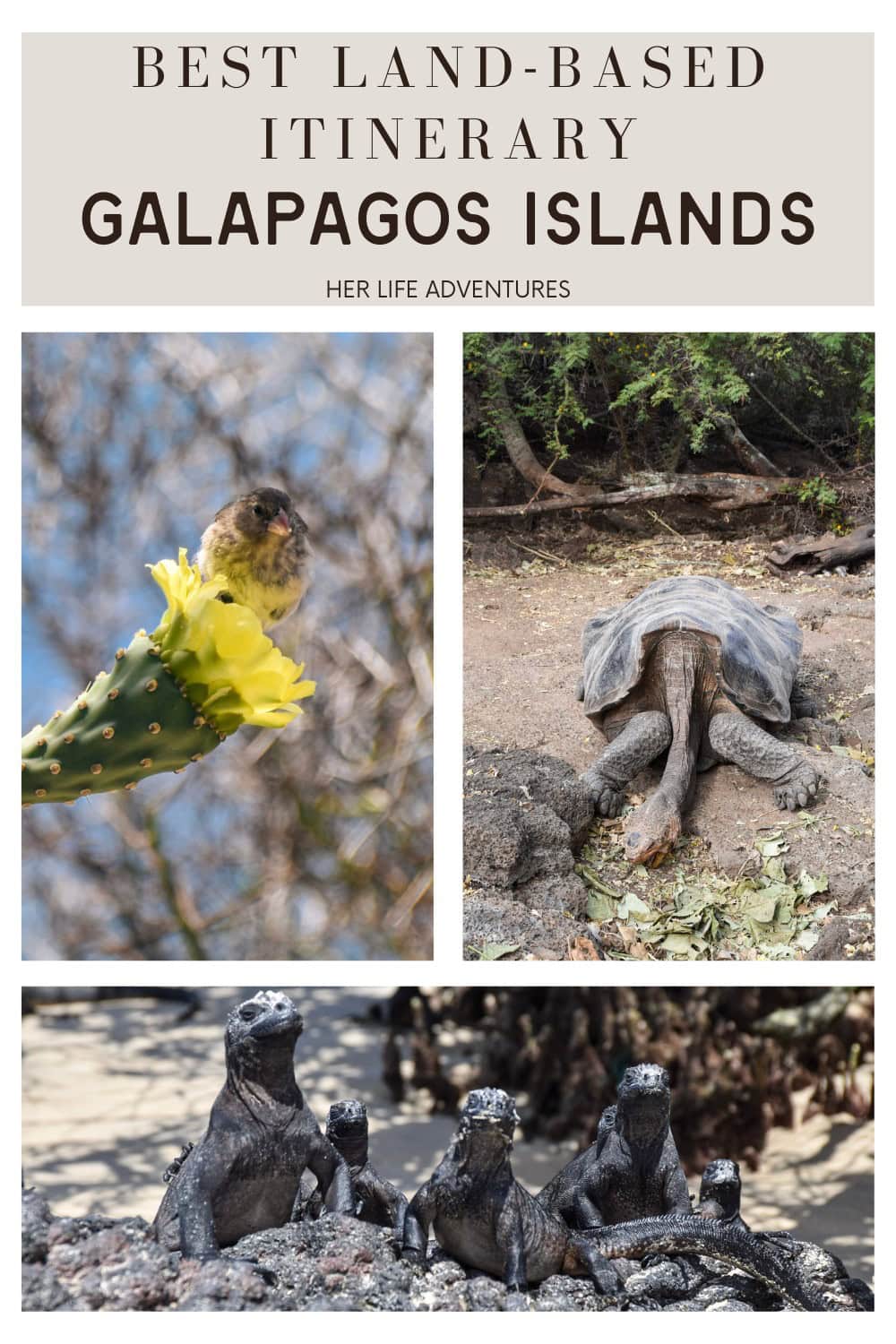 The Best Galápagos Islands to Visit on a Land-Based Vacation