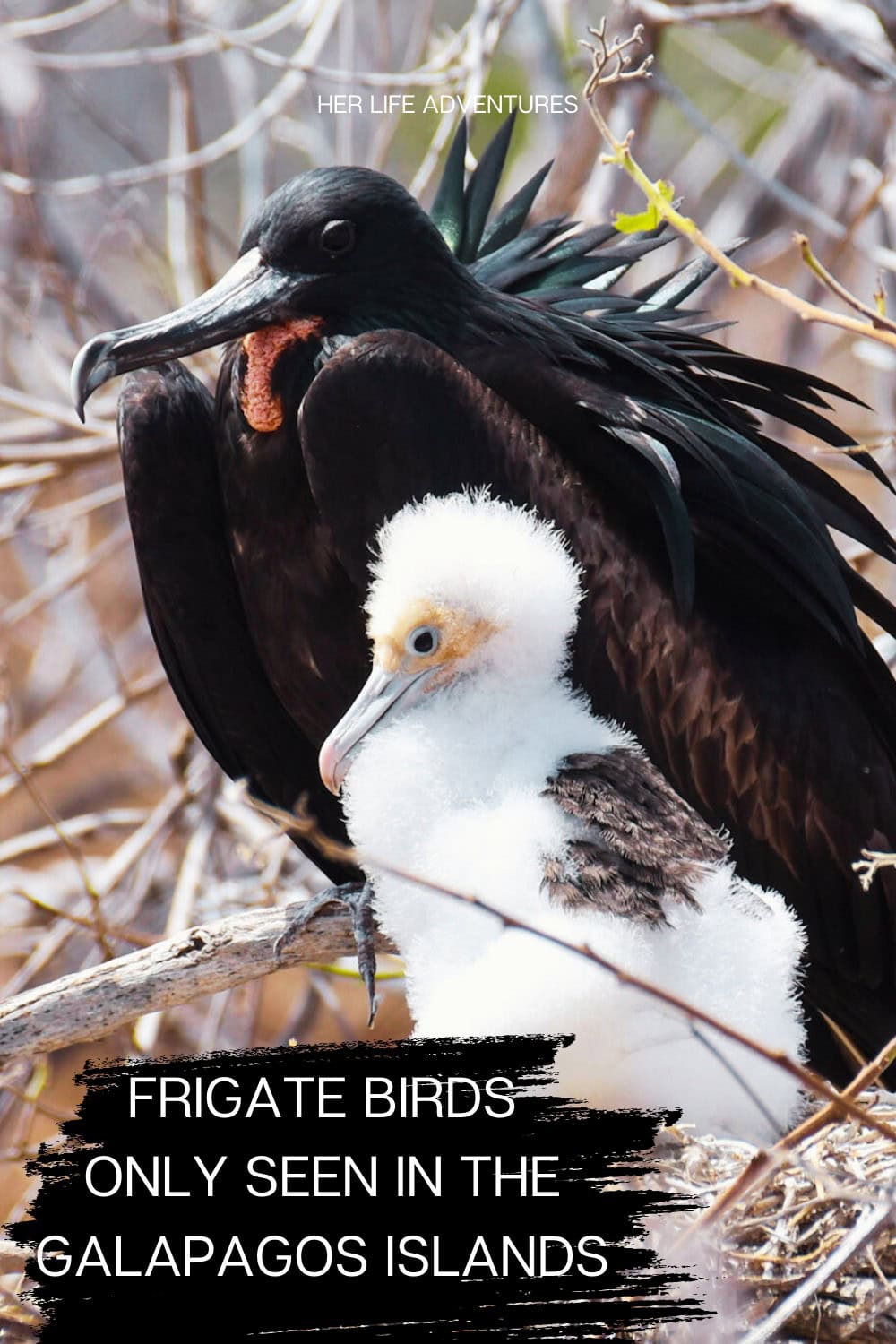 The Best Galápagos Islands to Visit on a Land-Based Vacation