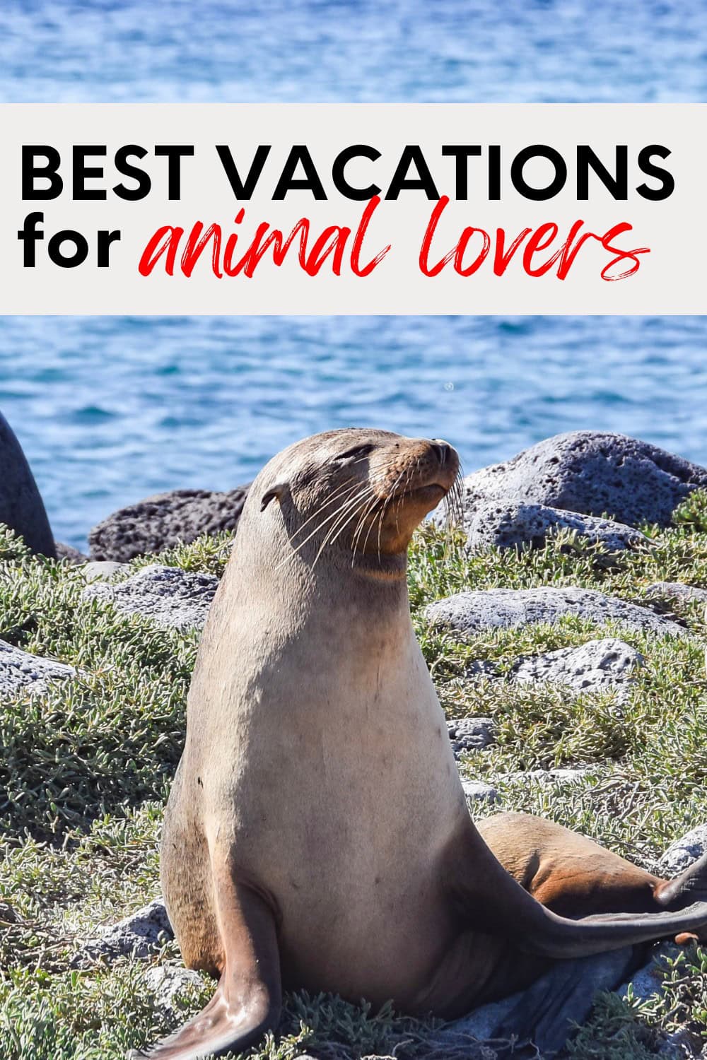 Amazing Places To Visit if You Love Learning About Animals