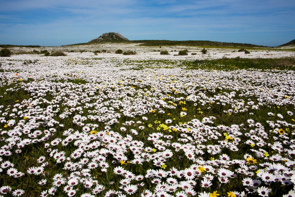 11 Flower Fields Abroad That Feel Like Walking Into a Painting – Her Life Adventures Spring Wild Flowers, West Coast, South Africa. The Western Cape is well known for it's floral kingdom.