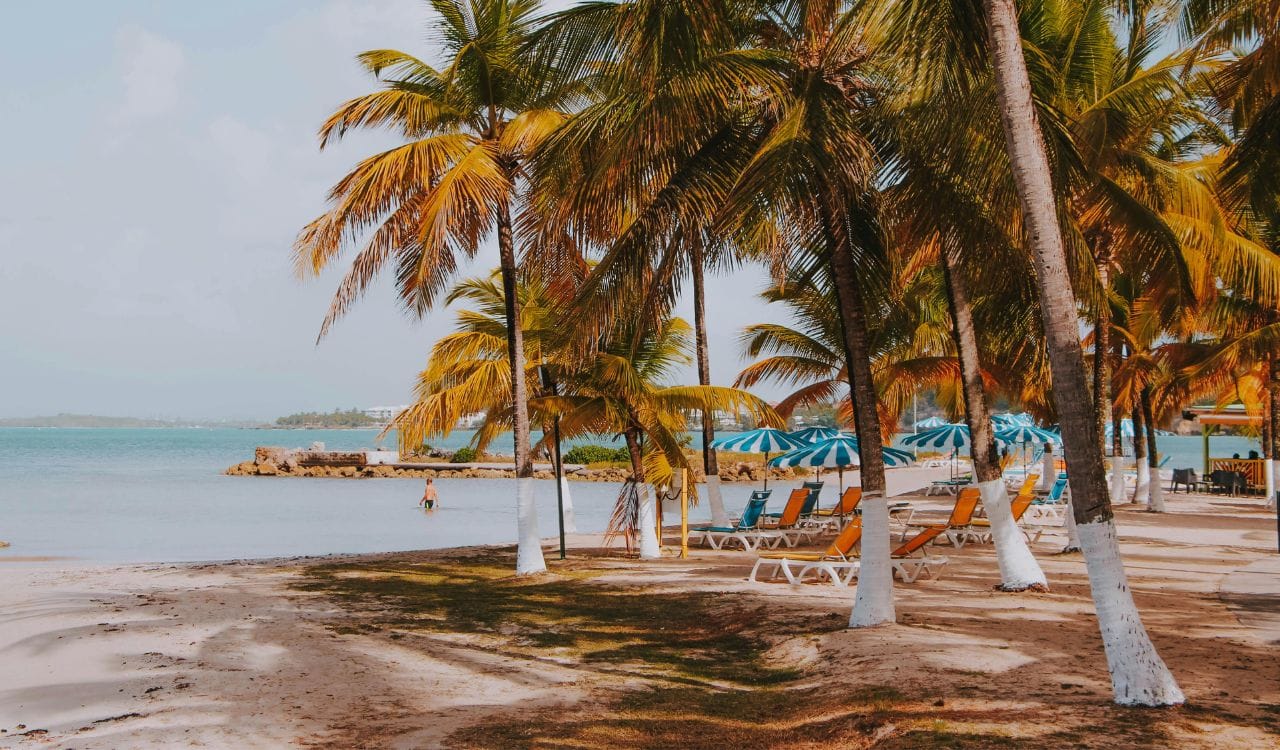 View of a Beach with Palm Trees