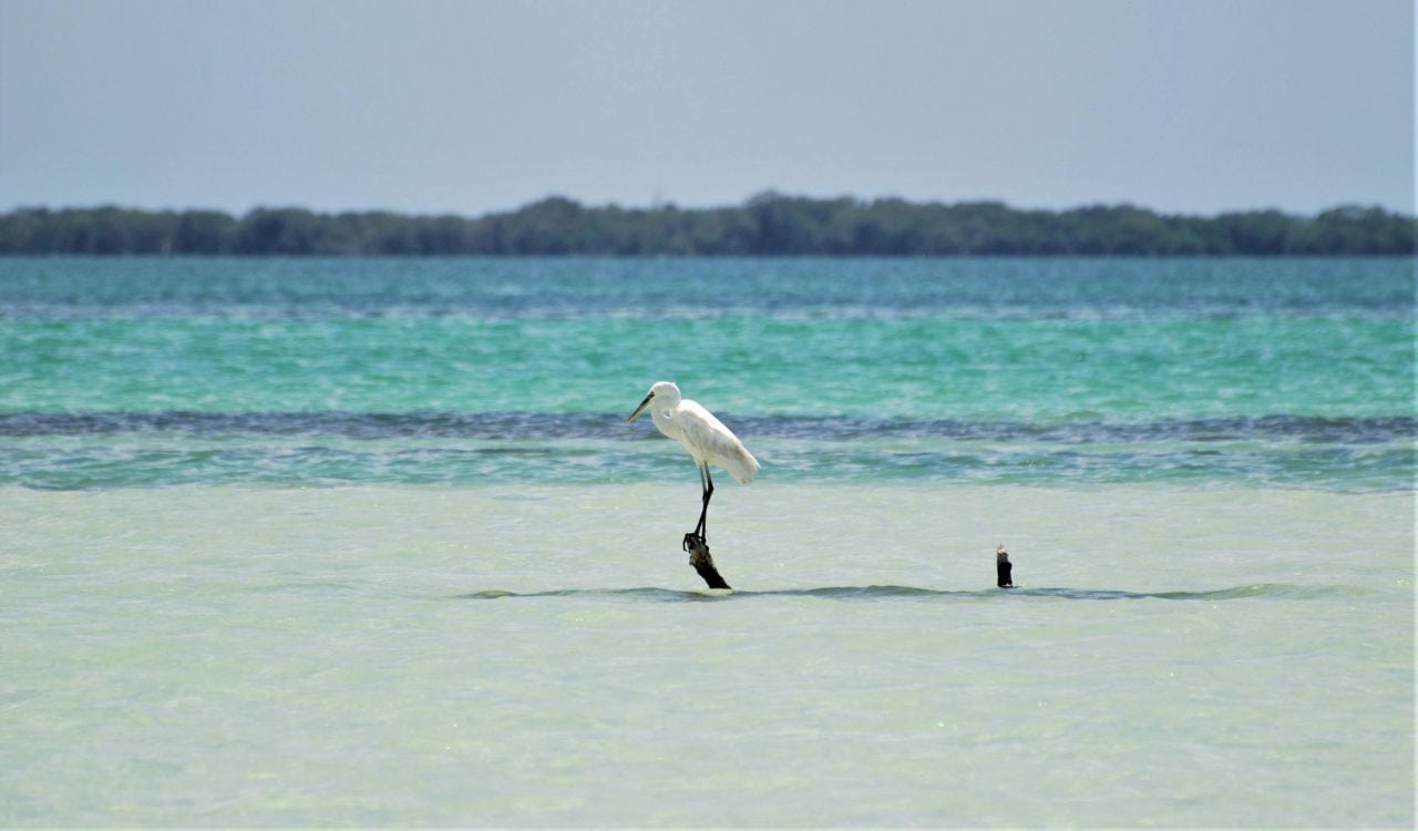 White Egret in Turquoise Waters of Isla Holbox
