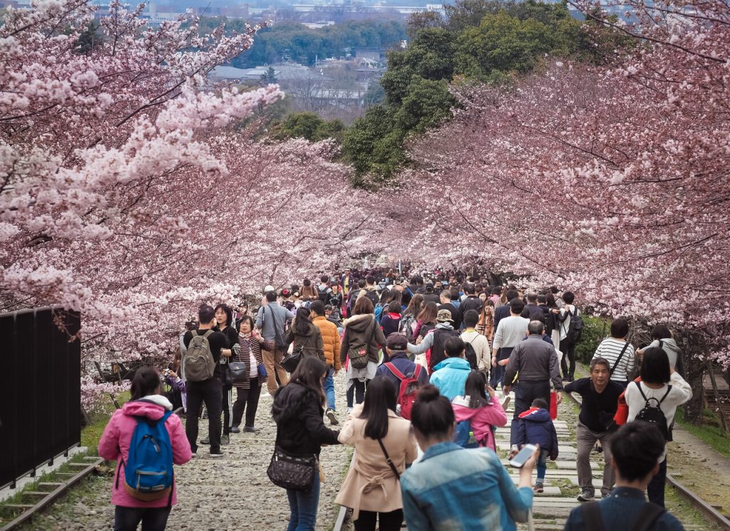 Cherry Blossom Festival, Japan