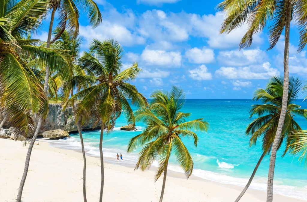 Paradise beach on the Caribbean island of Barbados. Tropical coast with palms hanging over turquoise sea. Panoramic photo of beautiful landscape.
