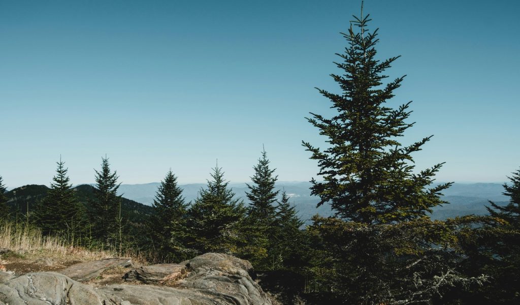 12 U.S. City Breaks That Feel Big Without A Big Budget – Her Life Adventures A Green Trees on Mountain Under the Blue Sky