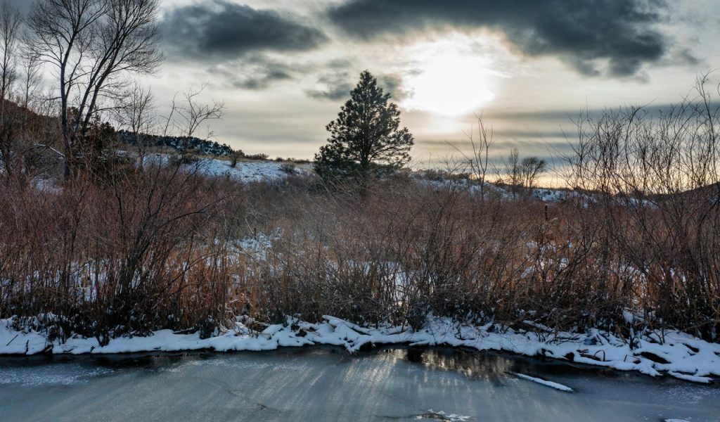 Trees by Frozen River at Sunset