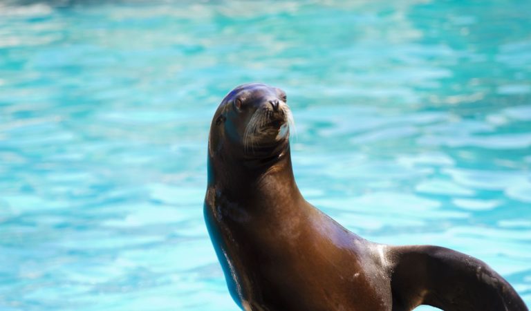 Amazing Places To Visit if You Love Learning About Animals