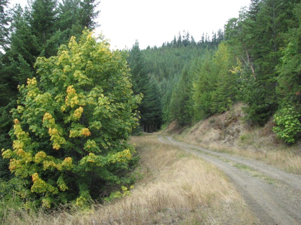 Olympic National Forest, Washington