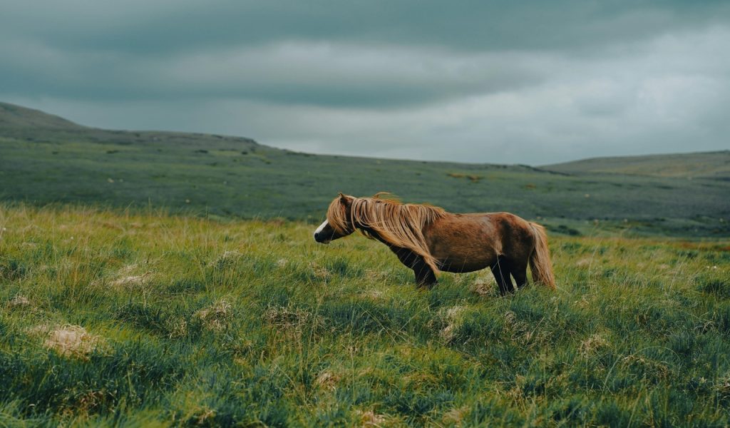 12 Wild Horse Viewing Spots In The American West – Her Life Adventures Horse in Meadow