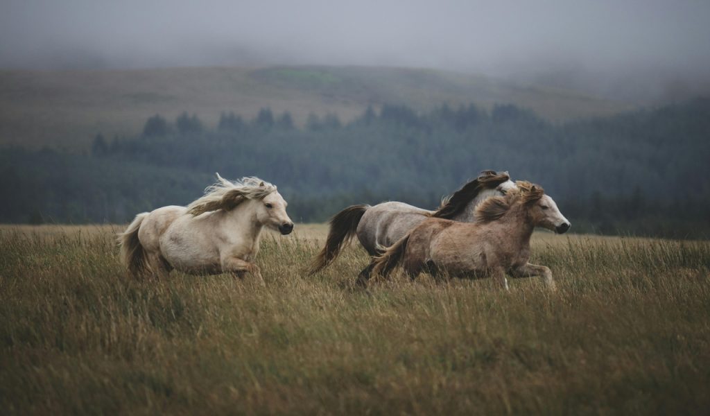 12 Wild Horse Viewing Spots In The American West – Her Life Adventures Horses Running Through Grass Field