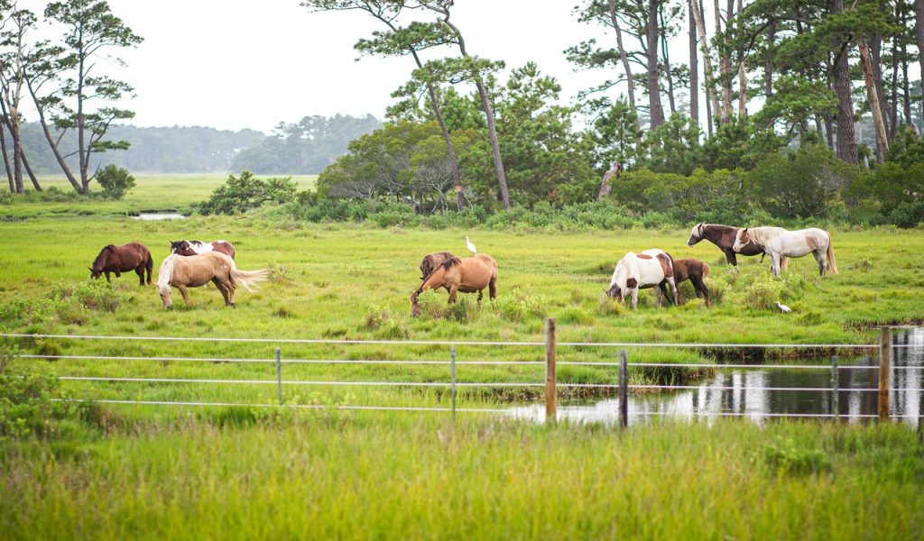 13 U.S. Islands You Can Reach By Ferry For Easy Weekend Escapes – Her Life Adventures Horses in Countryside
