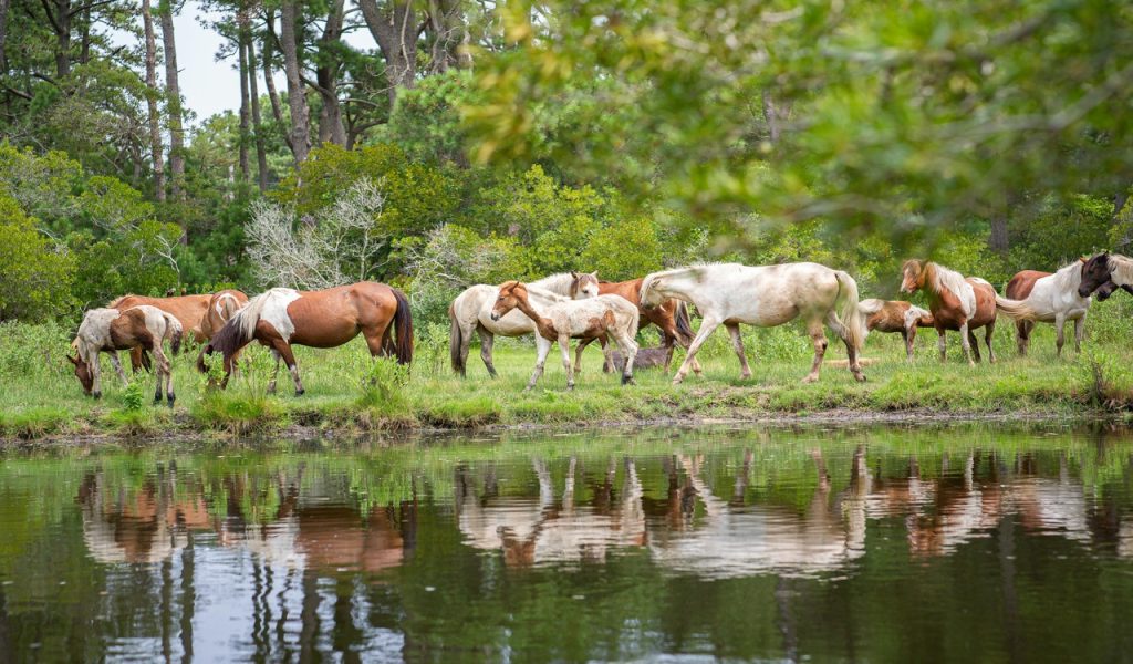 12 Wild Horse Viewing Spots In The American West – Her Life Adventures Herd of Horses near Lake