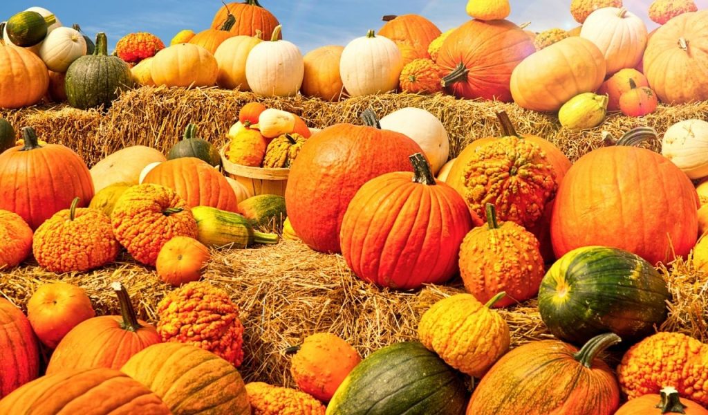 Pumpkins and different types of squash on bales of hay. Blue sky in background.
