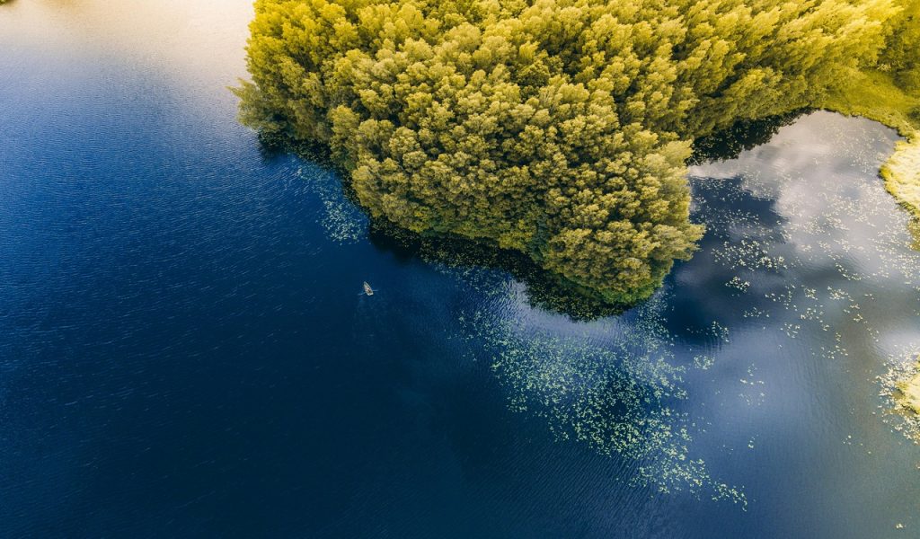 Arbres près des plans d’eau