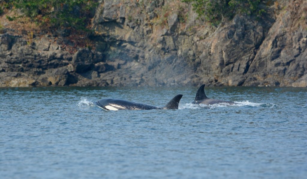 13 U.S. Islands You Can Reach By Ferry For Easy Weekend Escapes – Her Life Adventures Orcas Swimming Along Rocky Shoreline in Washington
