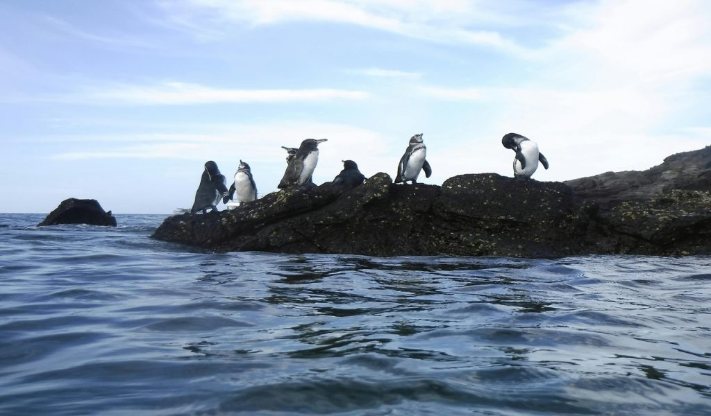Penguins