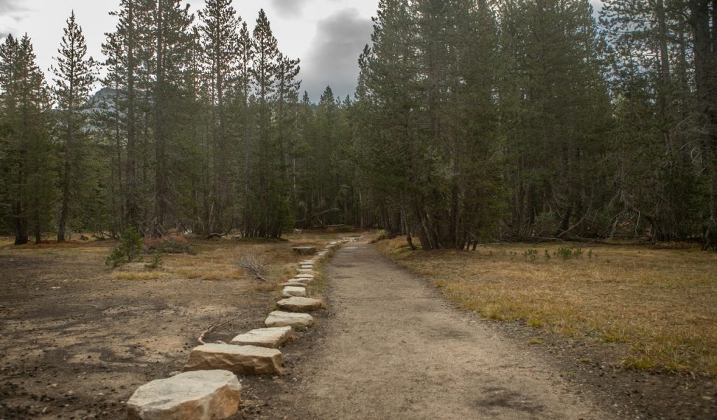 Tranquil Forest Pathway in California 