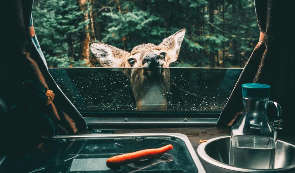 Deer Peeking into Camper
