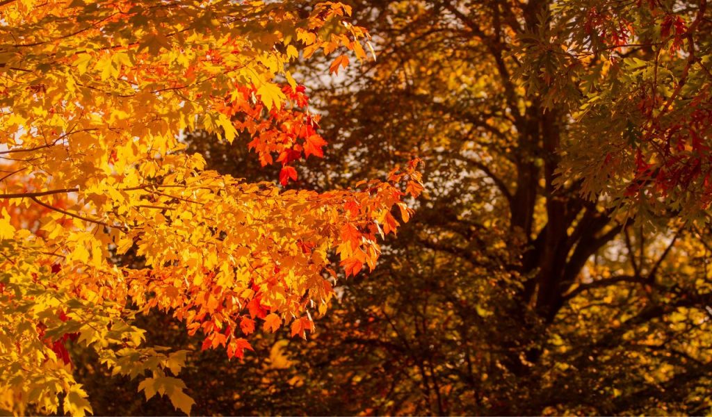 Yellow Leaves on Trees in Autumn