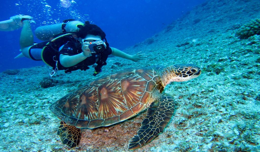 Quelqu'un prend une photo d'une tortue