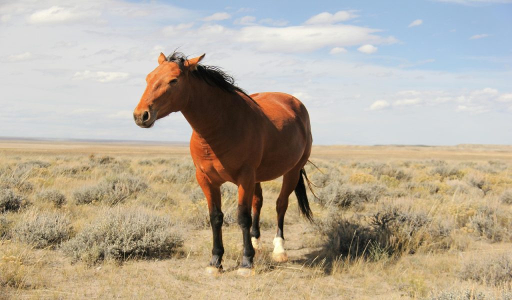 12 Wild Horse Viewing Spots In The American West – Her Life Adventures Wild Mustang in Red Desert, Wyoming