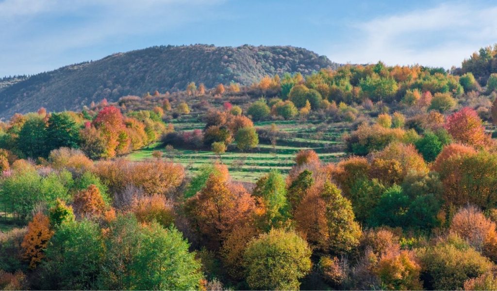 Vibrant colored trees at mountainside in late autumn. Beautiful and colorful nature background.
