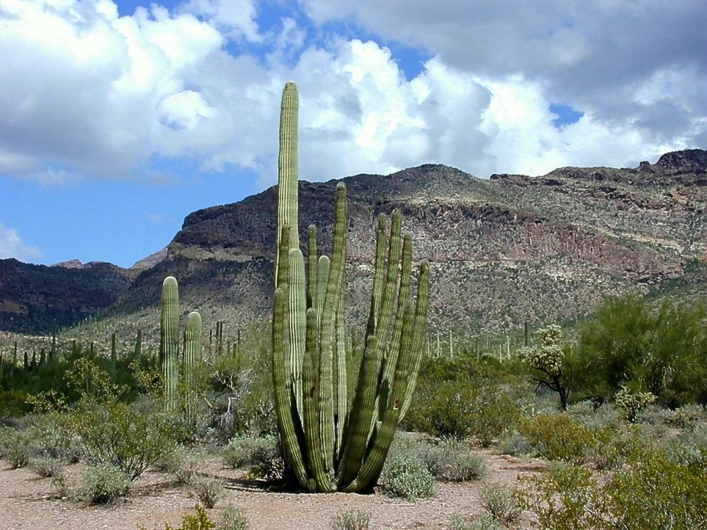 Organ Pipe Cactus National Monument, Arizona