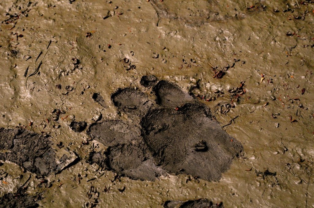 Animal footprints on a muddy hiking path