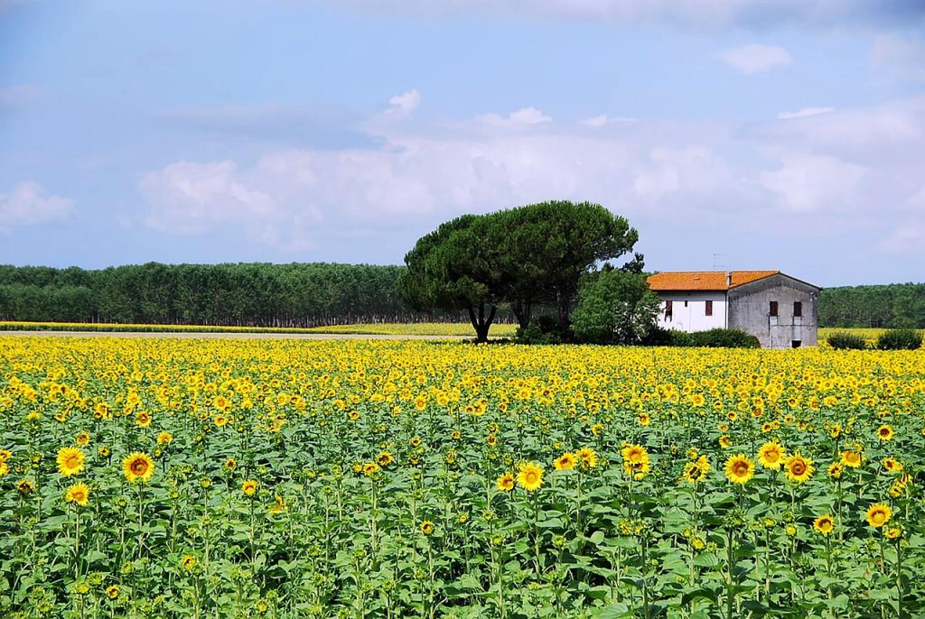 11 Flower Fields Abroad That Feel Like Walking Into a Painting – Her Life Adventures Tuscany Sunflower Fields - Italy