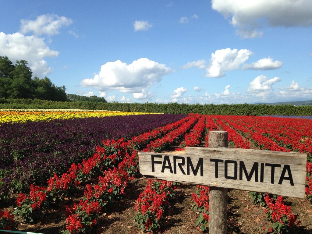 11 Flower Fields Abroad That Feel Like Walking Into a Painting – Her Life Adventures Farm Tomita - Hokkaido, Japan