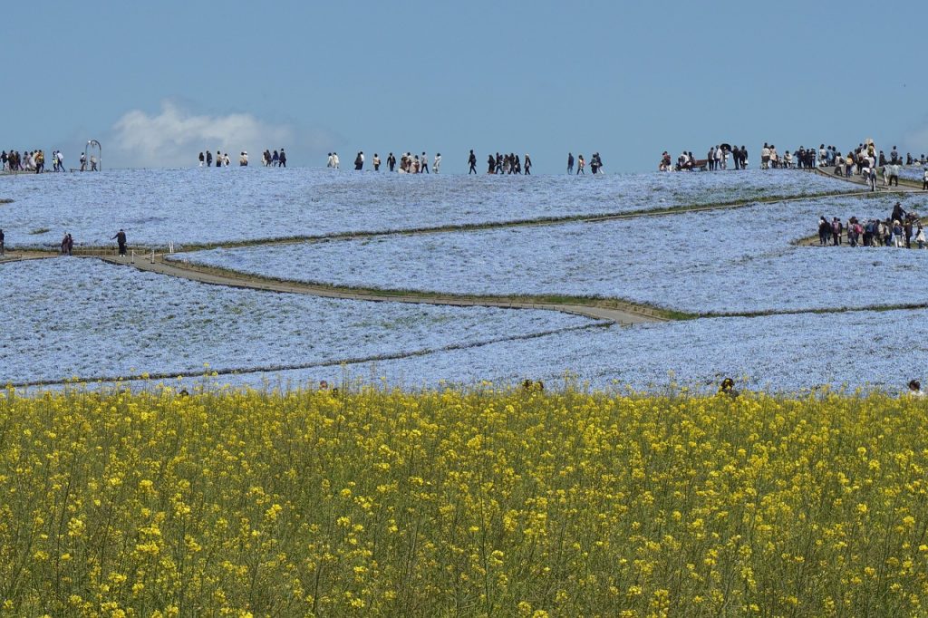 11 Flower Fields Abroad That Feel Like Walking Into a Painting – Her Life Adventures Hitachi Seaside Park - Japan