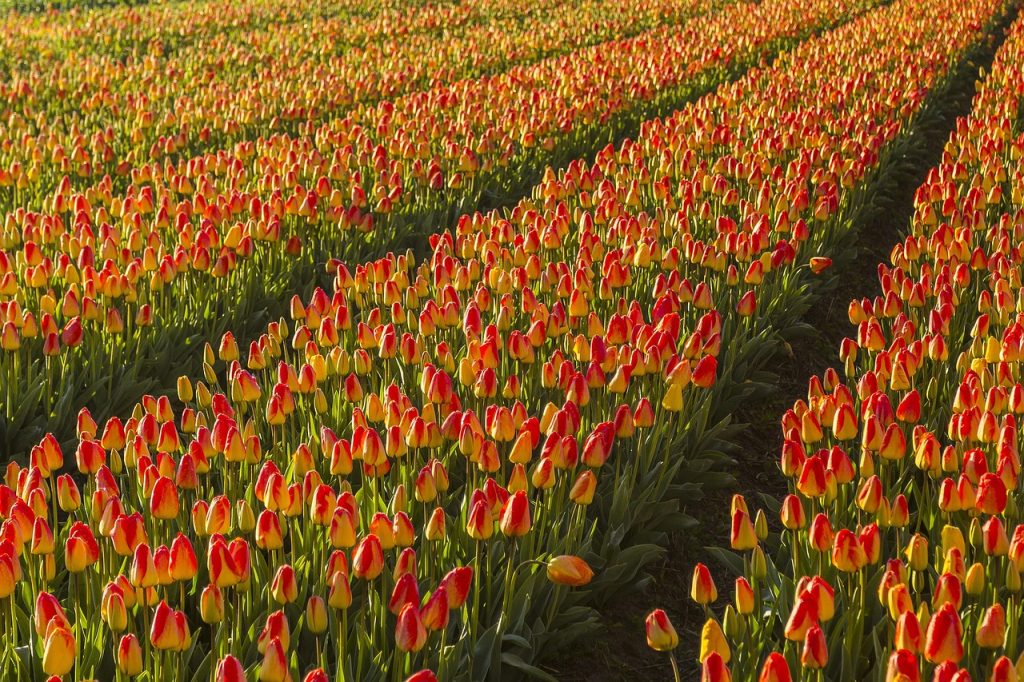 11 Flower Fields Abroad That Feel Like Walking Into a Painting – Her Life Adventures Tulip Fields of Lisse - Netherlands