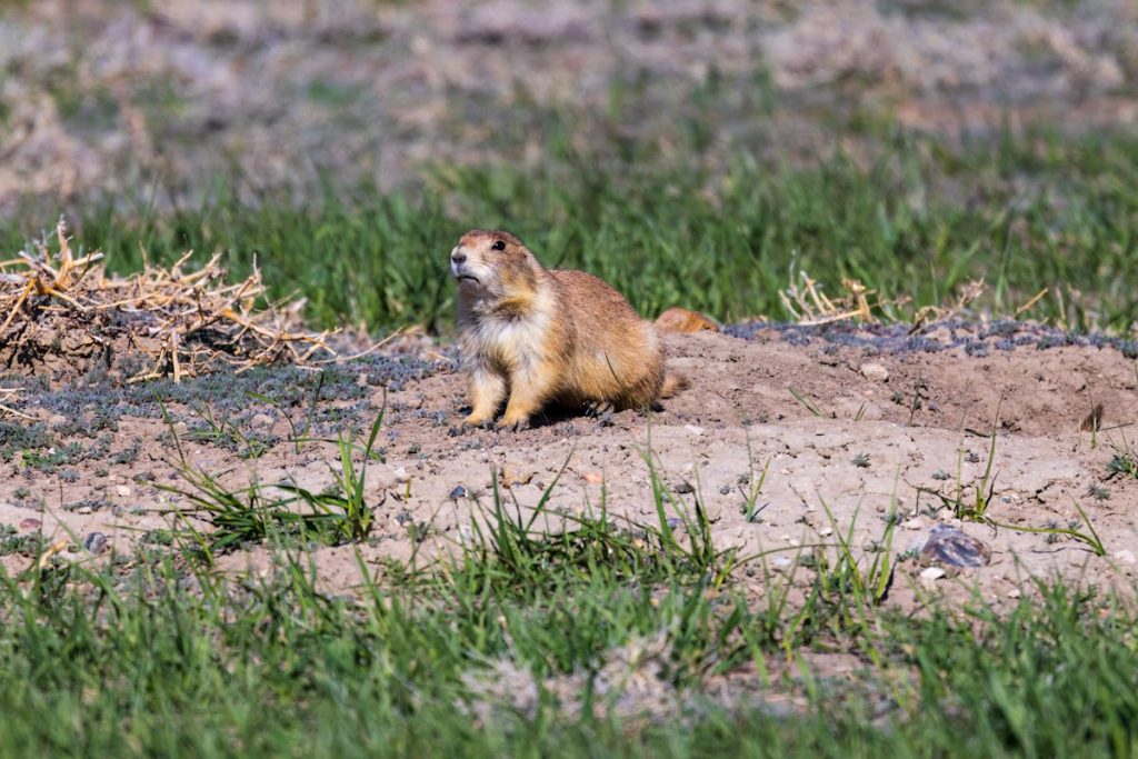 10 Real Ways to Help Wildlife in South America on Your Next Trip – Her Life Adventures Black-tailed prairie dog (cynomys ludovicianus) in the Badlands National Park during spring.
