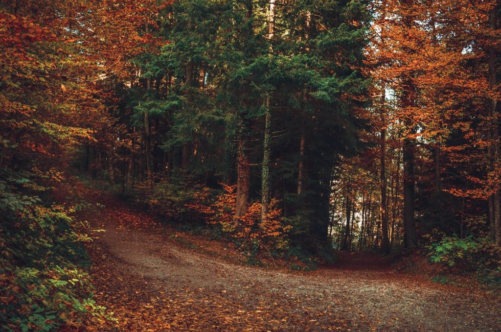 Enchanting Autumn Forest Path in Zurich, Switzerland