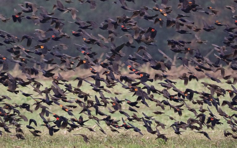 Flock of Red-winged Blackbirds in Flight