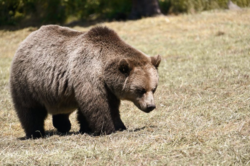 8 Trail Signs Bear Spray Won’t Help Anymore – Her Life Adventures Brown Bear in Wildlife Park in Poing, Germany
