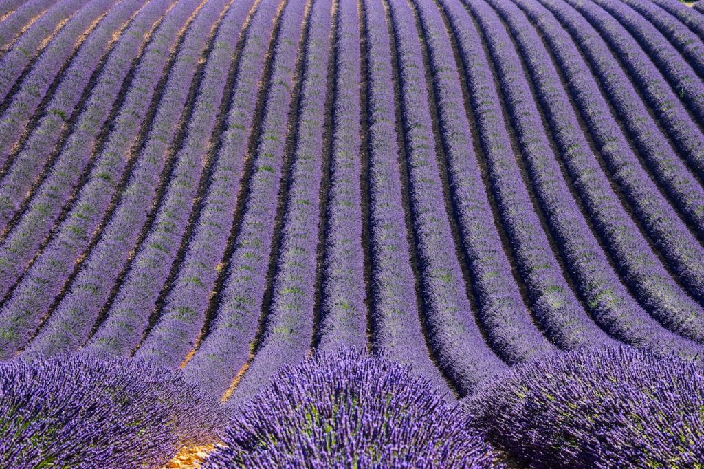 11 Flower Fields Abroad That Feel Like Walking Into a Painting – Her Life Adventures Plateau de Valensole - France