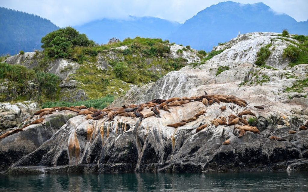 Steller Sea Lions Resting on Rocky Alaskan Coast